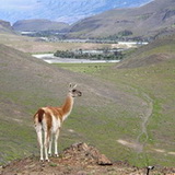 Torres del Paine - Guanaco